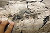 GipsonCountyCoal_060331_14.JPG GipsonCountyCoal_060331_14.JPG
