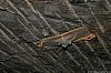 GipsonCountyCoal_060331_30.JPG GipsonCountyCoal_060331_30.JPG
