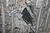 GipsonCountyCoal_060331_33.JPG GipsonCountyCoal_060331_33.JPG