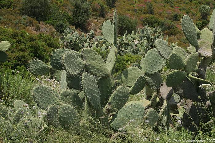 Sardinia_070530-130918.jpg